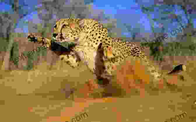 A Cheetah Running Across The Savanna My Animal For Kids Age Between 1 To 6: A Visual Encyclopedia Of Life On Earth The Animal Book: A Collection Of The Fastest Fiercest Toughest Cleverest