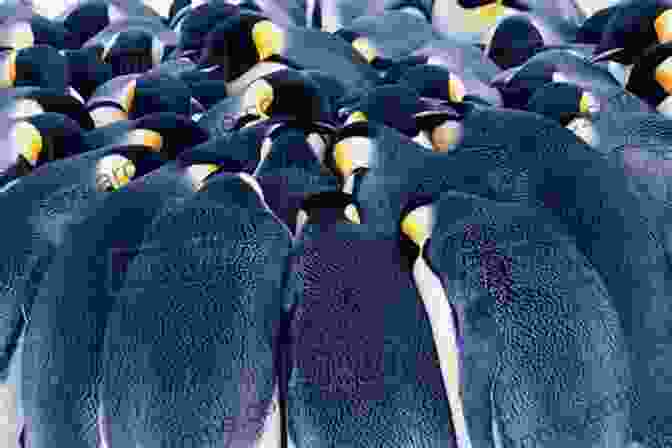 A Colony Of Majestic Emperor Penguins Huddles Together In The Icy Wilderness Of Antarctica Penguins And Antarctica: A Nonfiction Companion To Magic Tree House Merlin Mission #12: Eve Of The Emperor Penguin (Magic Tree House: Fact Trekker 18)