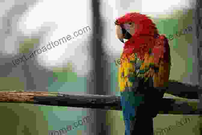 A Colorful Parrot Perched On A Branch +20 Animal High Quality Pictures With Names: Animal Encyclopedia For Kids 2nd Edition (Animals Discovery)