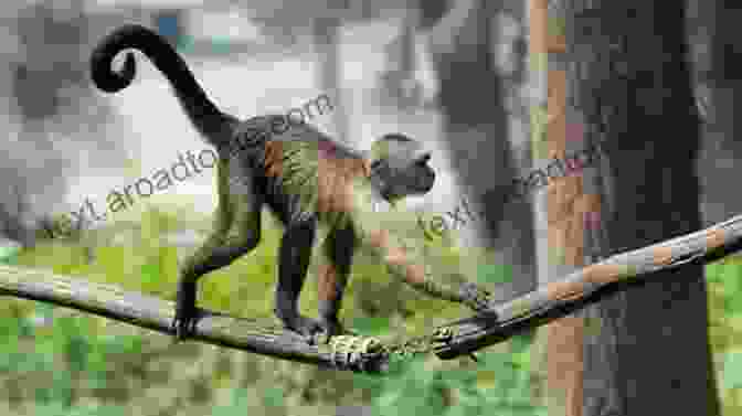 A Curious Monkey Swinging Through The Trees +20 Animal High Quality Pictures With Names: Animal Encyclopedia For Kids 2nd Edition (Animals Discovery)