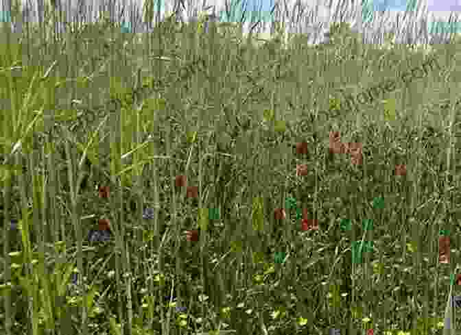 A Diverse Cover Crop Mix In A Field For The Love Of Soil: Strategies To Regenerate Our Food Production Systems