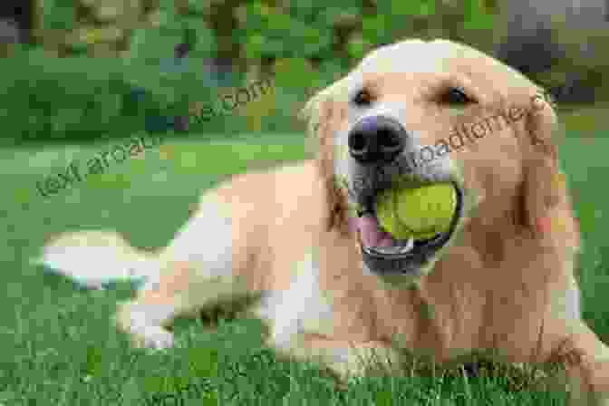 A Golden Retriever Playing With A Ball Bullet: Training An Accidental Shed Dog