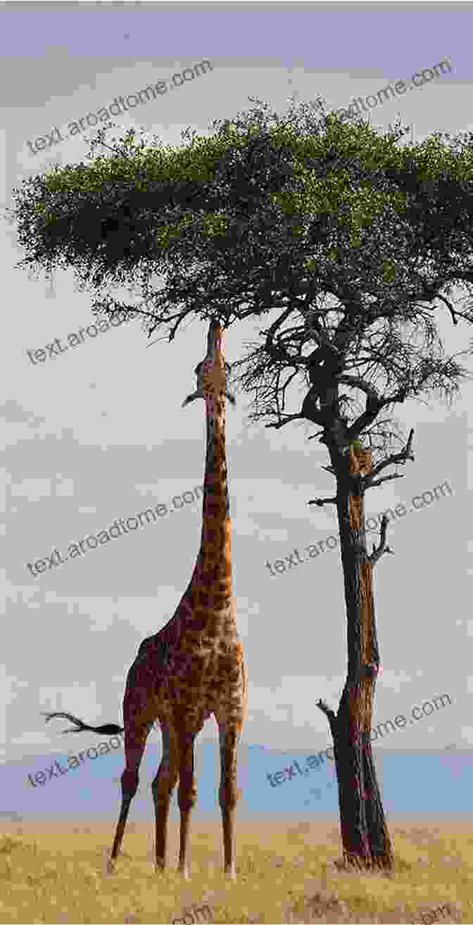 A Graceful Giraffe Reaching For Leaves In A Tree +20 Animal High Quality Pictures With Names: Animal Encyclopedia For Kids 2nd Edition (Animals Discovery)