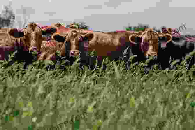 A Herd Of Cattle Grazing On A Regenerative Farm For The Love Of Soil: Strategies To Regenerate Our Food Production Systems