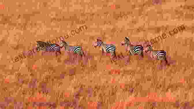 A Herd Of Zebras Galloping Across The Savanna +20 Animal High Quality Pictures With Names: Animal Encyclopedia For Kids 2nd Edition (Animals Discovery)