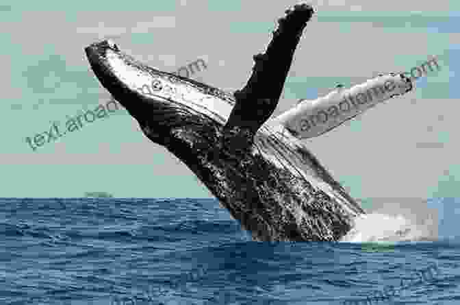 A Massive Whale Breaching The Surface Of The Ocean +20 Animal High Quality Pictures With Names: Animal Encyclopedia For Kids 2nd Edition (Animals Discovery)