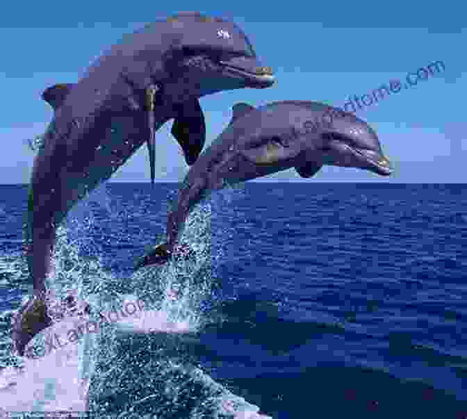 A Playful Dolphin Leaping Out Of The Water +20 Animal High Quality Pictures With Names: Animal Encyclopedia For Kids 2nd Edition (Animals Discovery)