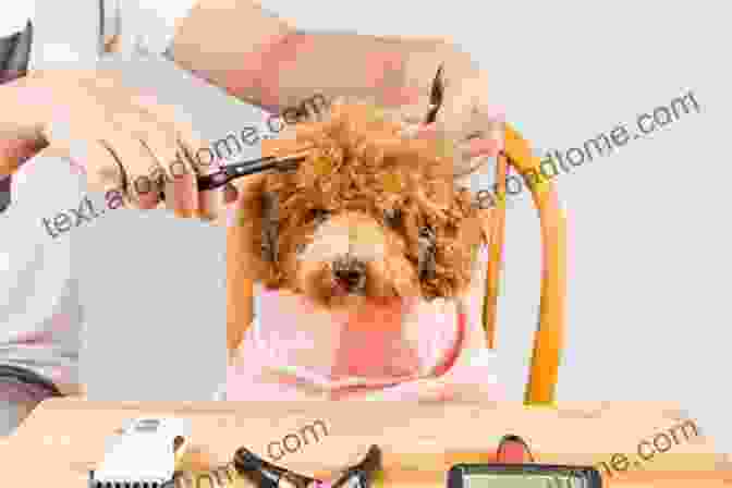 A Poodle Being Groomed With Scissors And A Comb The Poodle Hair Doodle School