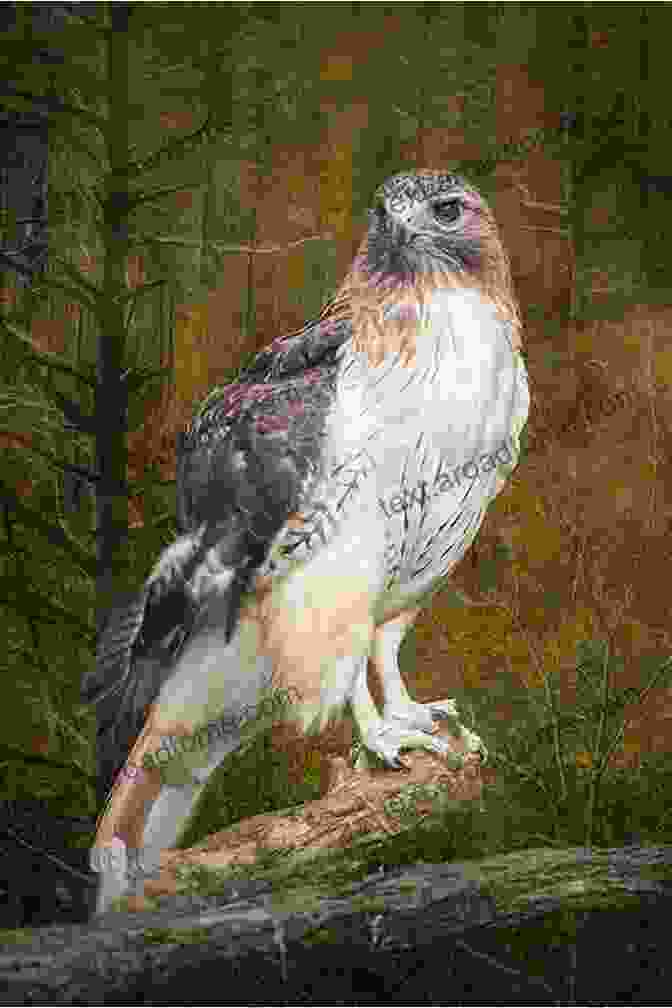 A Red Tailed Hawk Perched On A Branch In Northridge State Park Letchworth: State Park Of New York (Northridge Photography Presents 27)