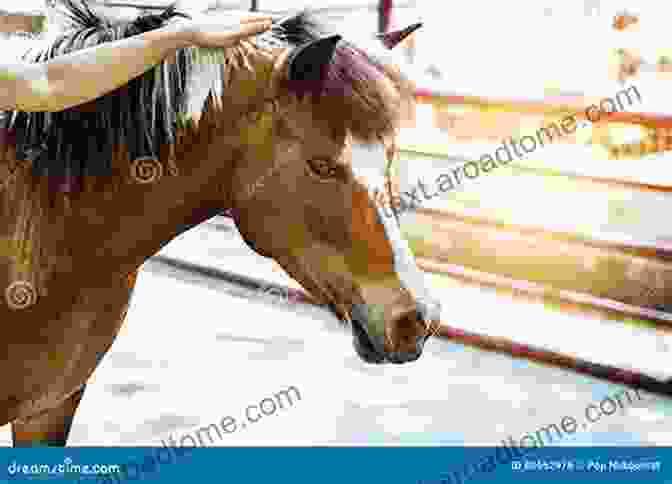 A Serene Woman Gently Stroking A Horse's Mane, Symbolizing The Deep Bond Between Women And Horses. She Flies Without Wings: How Horses Touch A Woman S Soul