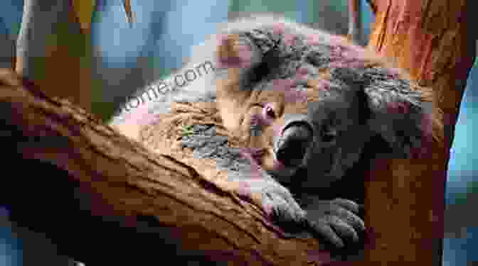 A Sleepy Koala Clinging To A Eucalyptus Tree +20 Animal High Quality Pictures With Names: Animal Encyclopedia For Kids 2nd Edition (Animals Discovery)