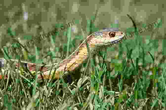 A Slithering Snake In The Grass +20 Animal High Quality Pictures With Names: Animal Encyclopedia For Kids 2nd Edition (Animals Discovery)