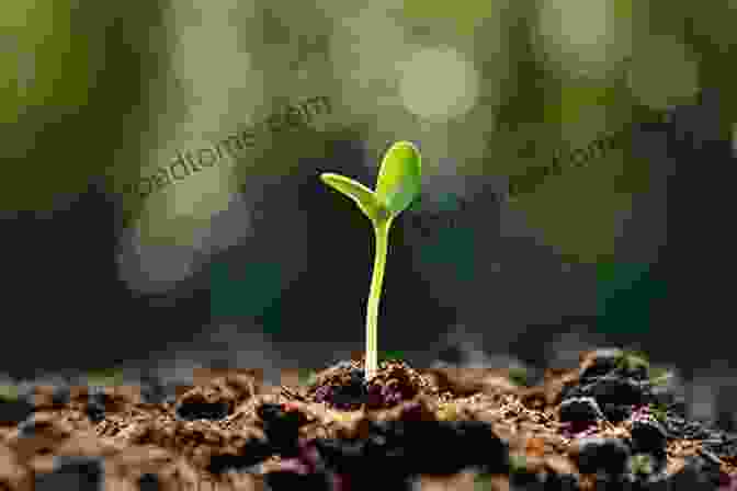 A Small Seedling Growing In A Pot Paradise Under Glass: An Amateur Creates A Conservatory Garden