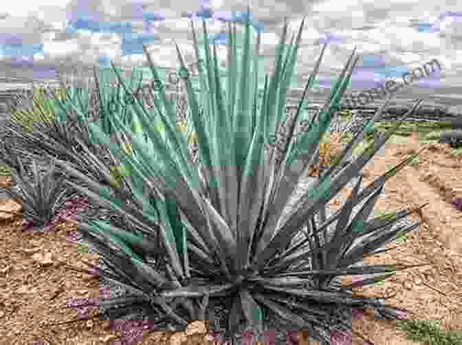 A Traditional Tequila Distillery With Blue Agave Plants In The Foreground Lonely Planet S Global Distillery Tour