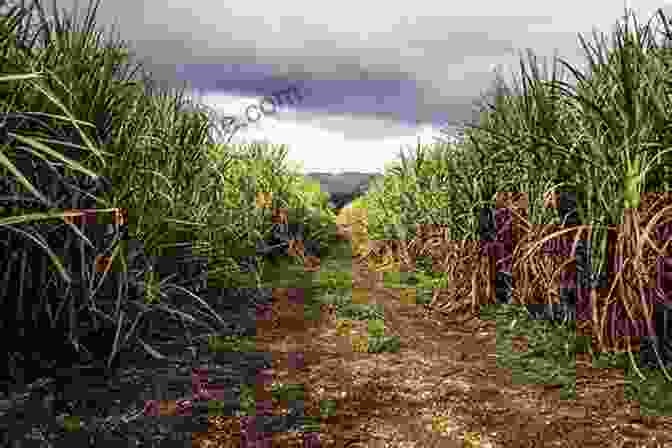 A Tropical Rum Distillery With Sugarcane Fields In The Background Lonely Planet S Global Distillery Tour