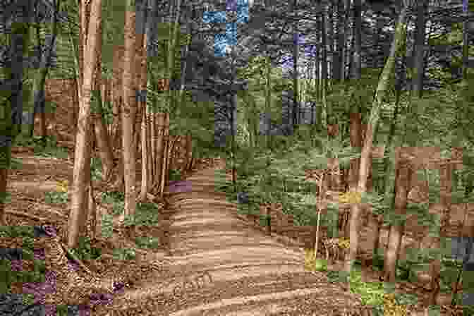 A Winding Trail Through A Dense Forest In Northridge State Park Letchworth: State Park Of New York (Northridge Photography Presents 27)