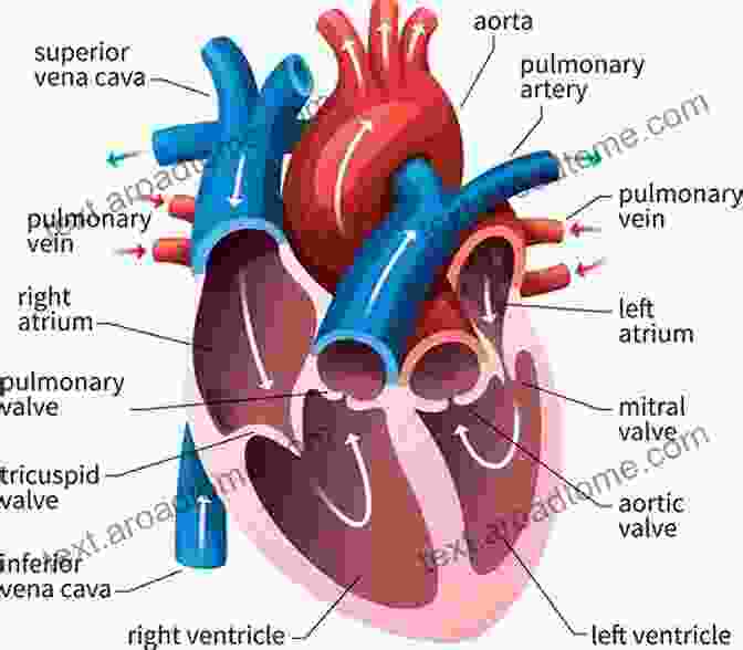 Anatomical Illustration Of The Human Heart, Showcasing Its Chambers, Valves, And Major Arteries And Veins. A Smarter Heart: Unlocking The Mystery Of The Human Heart