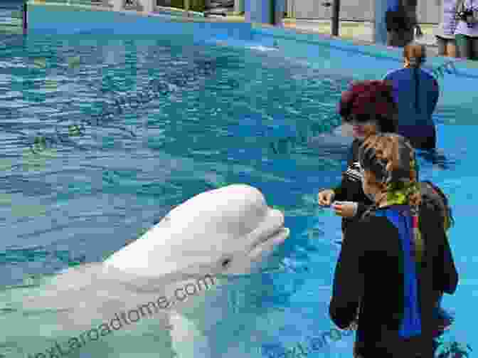 Beluga Whale Swimming In The Ocean A Caribou Alphabet (Tilbury House Nature Book)