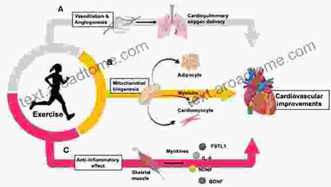 Cardiovascular System Of A Runner Runners Of North America: A Definitive Guide To The Species (Runner S World)