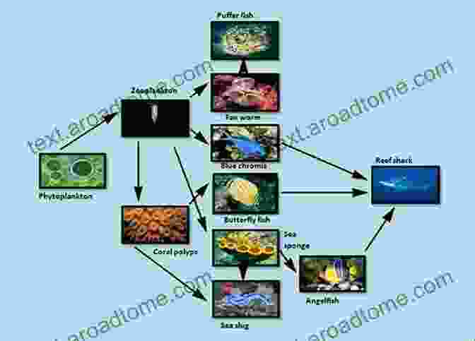 Coral Reef Food Web Science Comics: Coral Reefs: Cities Of The Ocean