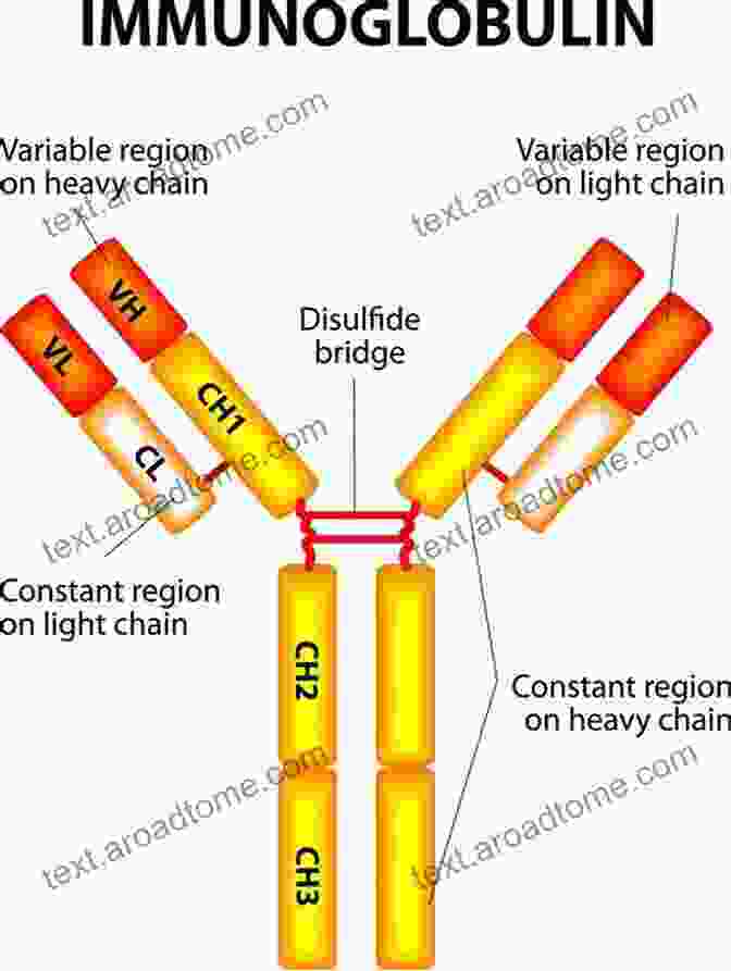 Diagram Illustrating The Structure Of An Immunoglobulin Molecule The Immunoglobulin FactsBook Marie Paule Lefranc