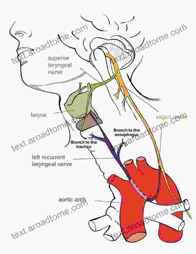 Diagram Of The Vagus Nerve DAILY VAGUS NERVE EXERCISES: ACCESSING THE HEALING POWER OF THE VAGUS NERVE WITH SELF HELP EXERCISES TO STIMULATE VAGAL TONE RELIEVE ANXIETY REDUCE CHRONIC ILLNESS TRAUMA AND DEPRESSION