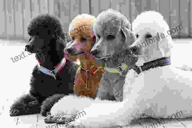 Different Types Of Poodle Coats The Poodle Hair Doodle School