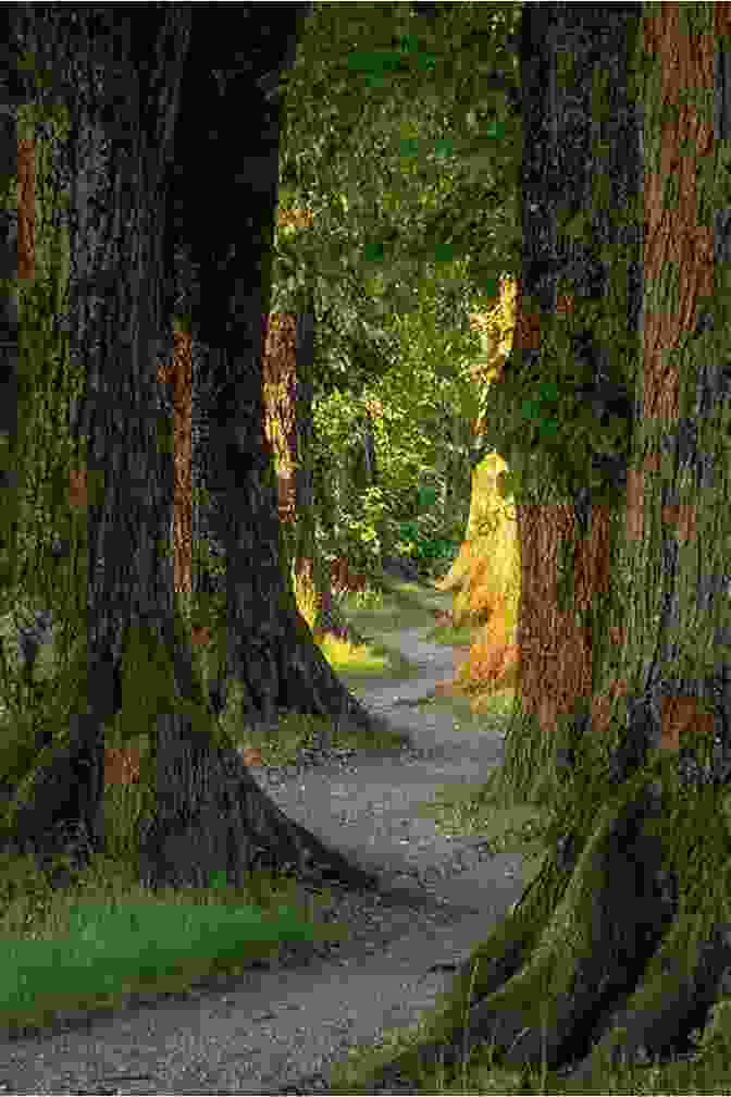 Forest Landscape Design With A Stone Pathway Winding Through A Dense Forest Designing The Maine Landscape Theresa Mattor