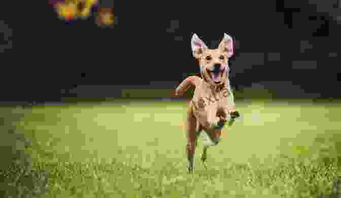 Happy Dog Running In A Field, Free From Anxiety From Fearful To Fear Free: A Positive Program To Free Your Dog From Anxiety Fears And Phobias