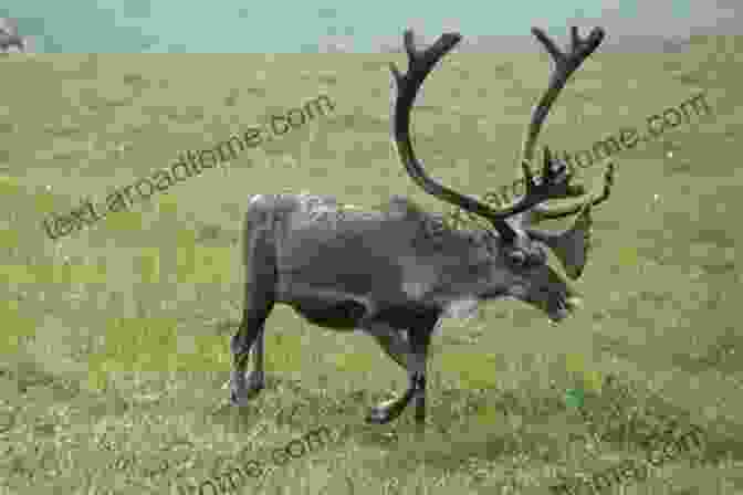 Herd Of Caribou Grazing On The Tundra A Caribou Alphabet (Tilbury House Nature Book)