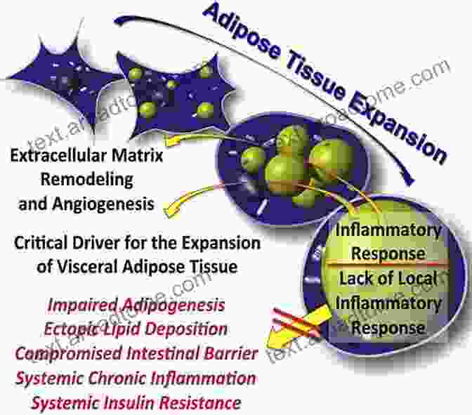 Inflamed Adipose Tissue, A Culprit In Metabolic Dysfunction. Foods That Heal Inflammation And Fat: Foods That Contribute To Slimming