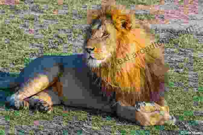 Majestic Lions In Serengeti, Tanzania Our World Tour: A Photographic Journey Around The Earth