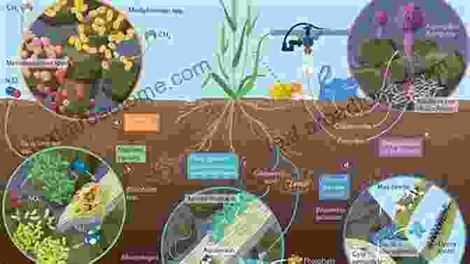 Microscopic Image Of Bacteria Cycling Minerals In The Environment Bacterial Biogeochemistry: The Ecophysiology Of Mineral Cycling