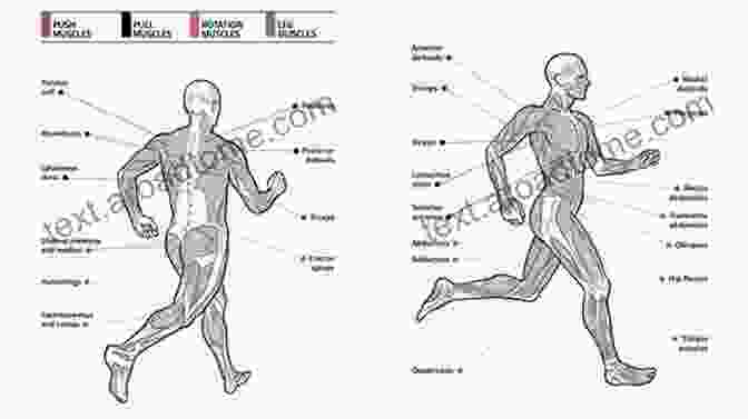 Muscular System Of A Runner Runners Of North America: A Definitive Guide To The Species (Runner S World)