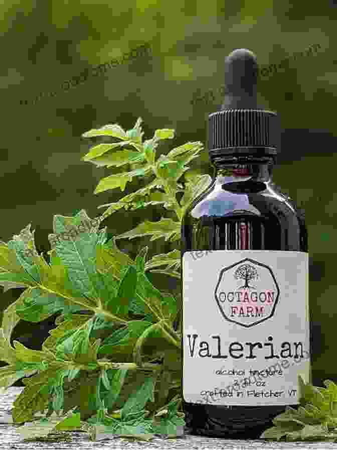 Rapid Pulse Calming Tincture Made With Valerian Root, Hawthorn Berries, And Lemon Balm The Easy Mediterranean Pancreatitis Diet Cookbook: Essential Recipes To Cure Fever Rapid Pulse Abdominal Pain