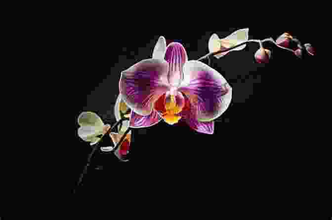 Stunning Orchid With Intricate Petals And Vibrant Colors Extraordinary Orchids Sandra Knapp