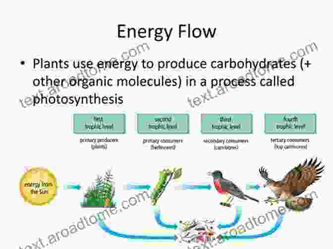 Thermodynamic Model Of A Biochemical System, With Arrows Representing Energy Flows And Circles Representing Components. Systems Immunology: An To Modeling Methods For Scientists (Foundations Of Biochemistry And Biophysics)