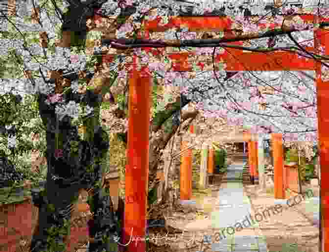 Tranquil Cherry Blossoms, Kyoto, Japan Our World Tour: A Photographic Journey Around The Earth