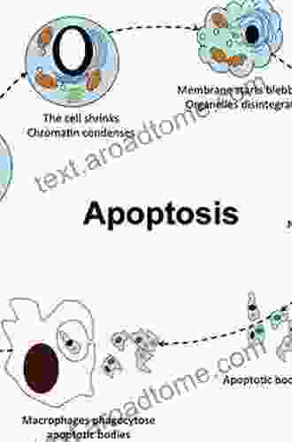 Apoptosis In Normal Development And Cancer